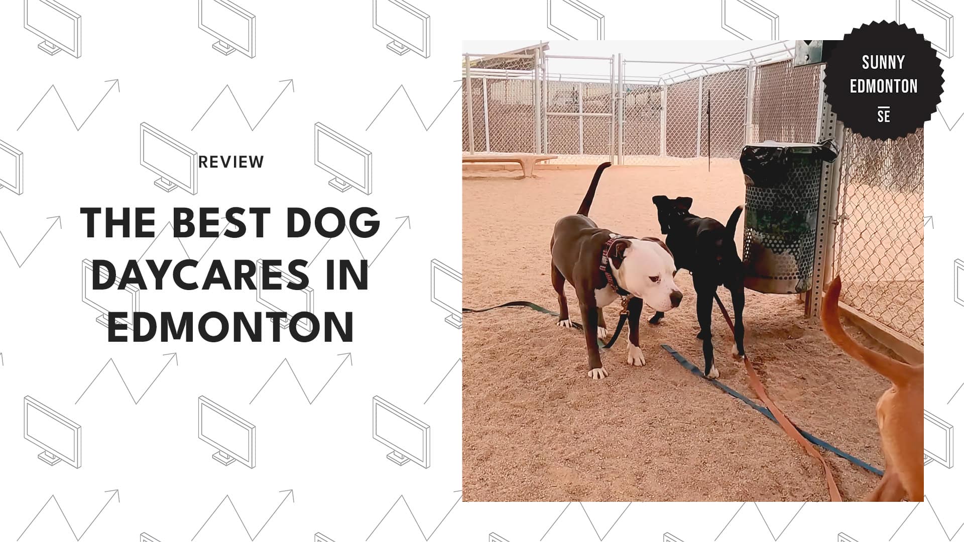 dog-daycares-in-edmonton