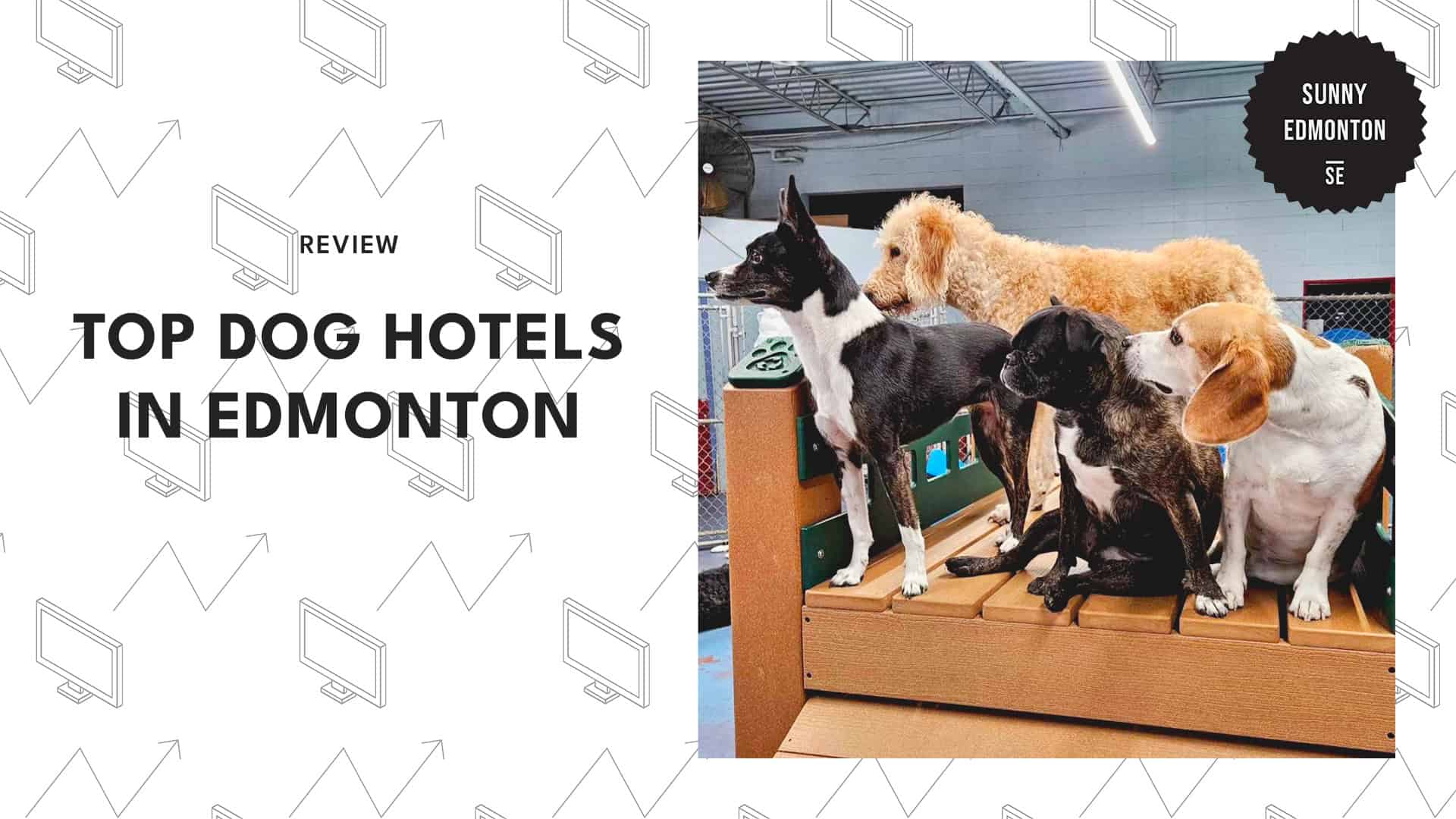 dog-hotels-in-edmonton