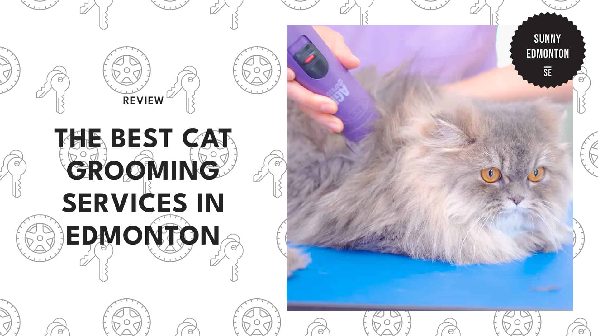 cat-grooming-services-in-edmonton